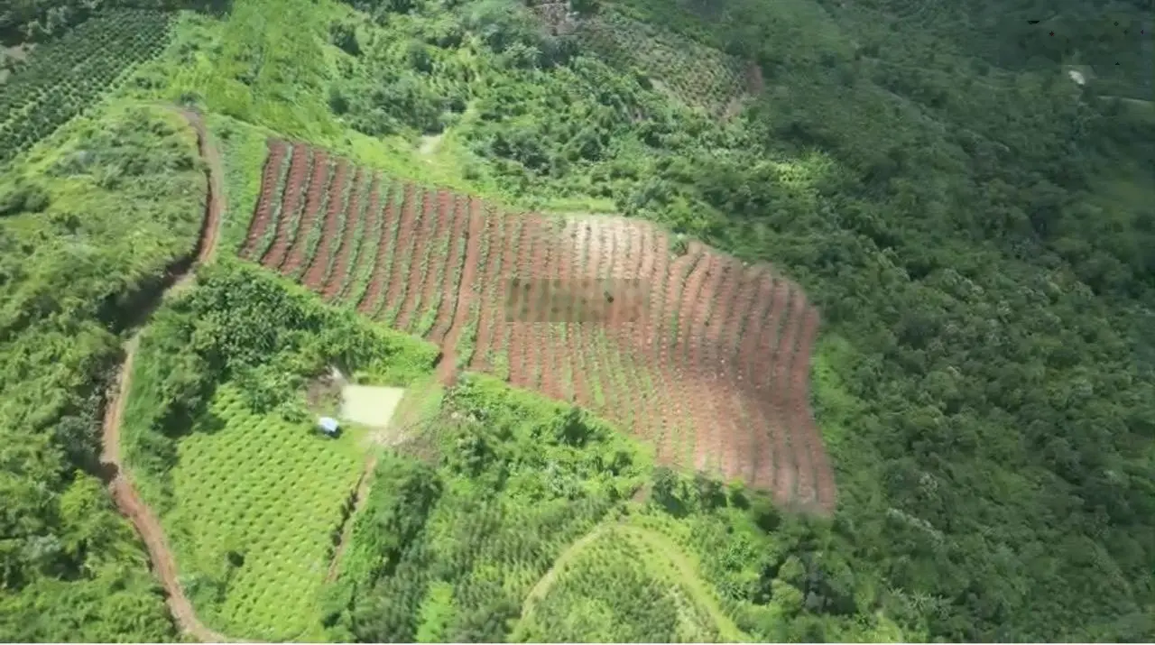 Bán trang trại cà phê, macca, giá siêu hời 500 triệu vnd, diện tích 32220 m2