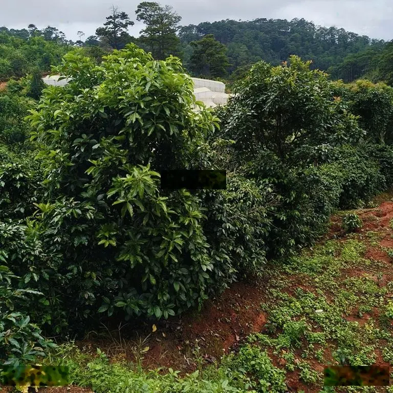 ĐẤT ĐẸP CẦN BÁN LÔ ĐẤT VƯỜN TẠI thôn Túy sơn ,xã Xuân Thọ, thành phố Đà Lạt, Lâm Đồng