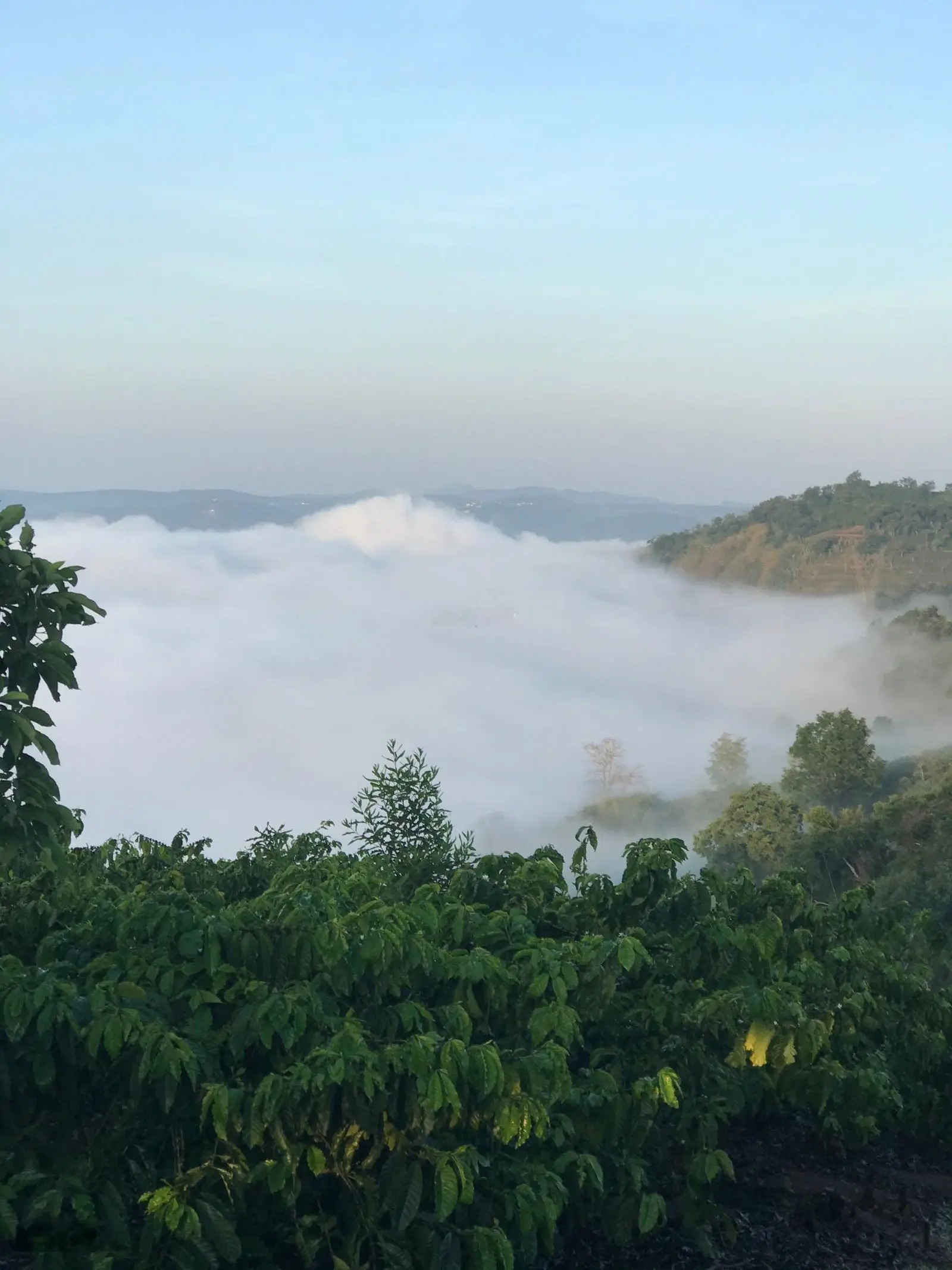 Cần bán đất vườn sầu riêng 8 năm 1,1ha-doanh thu vài tỷ 1 năm săn mây view sông giá 486k/m2 200m TC