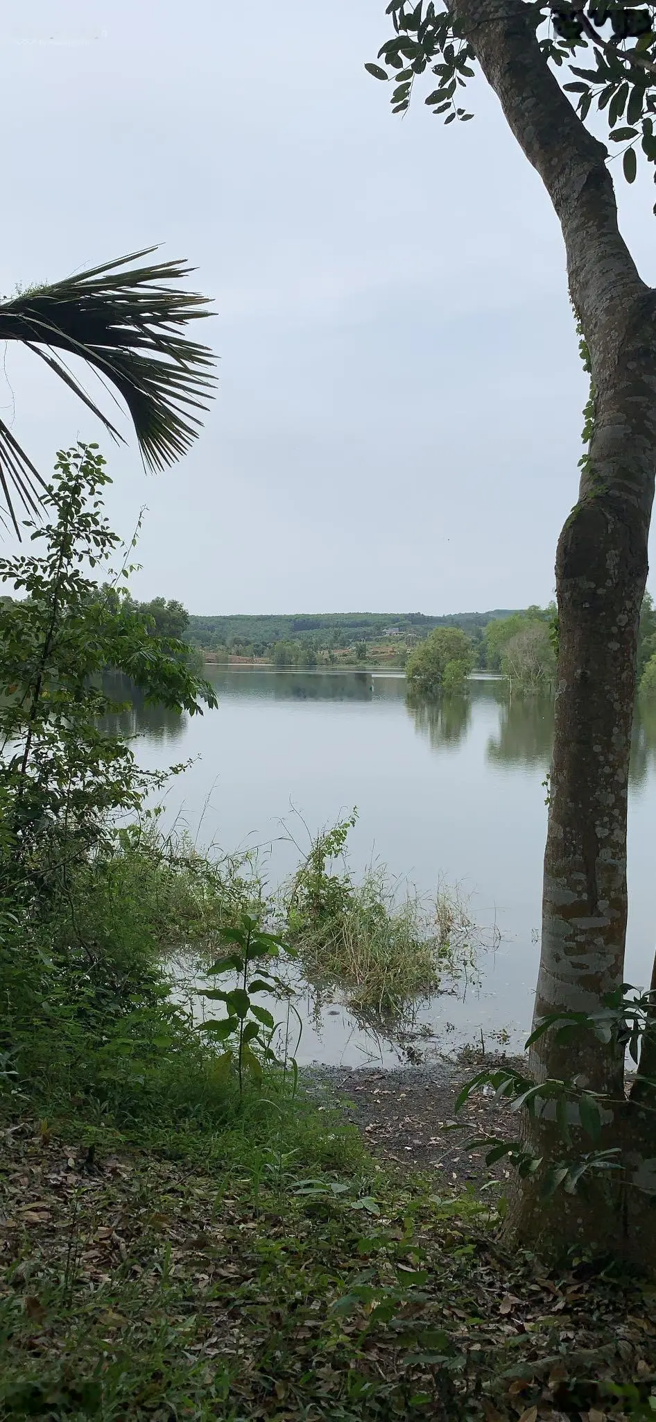 Bán view hồ lồ ô 40000 giáp nước bao quanh dài 1,5km giá bán 2 tỷ 500tr/1000m2