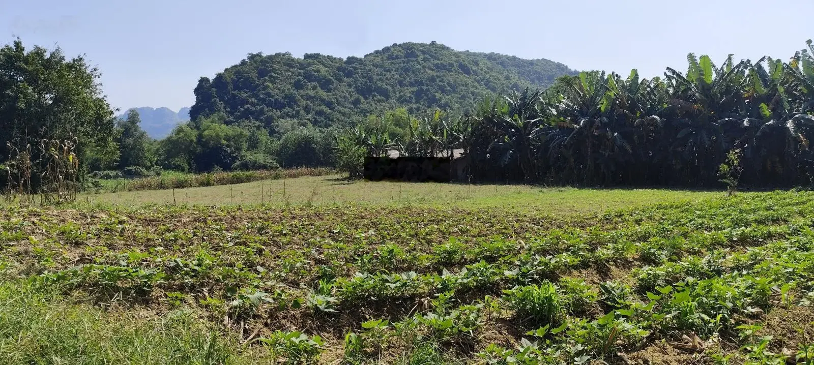 Chuyển nhượng 1000m đất thổ cư tại lạc thủy. Hoà bình