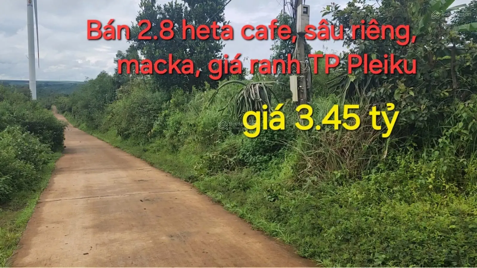 Chính Chủ Bán 2,8 heta cafe, sầu riêng, macka, đất Giáp ranh TP PleiKu, Khu vực làm nhà Yến.