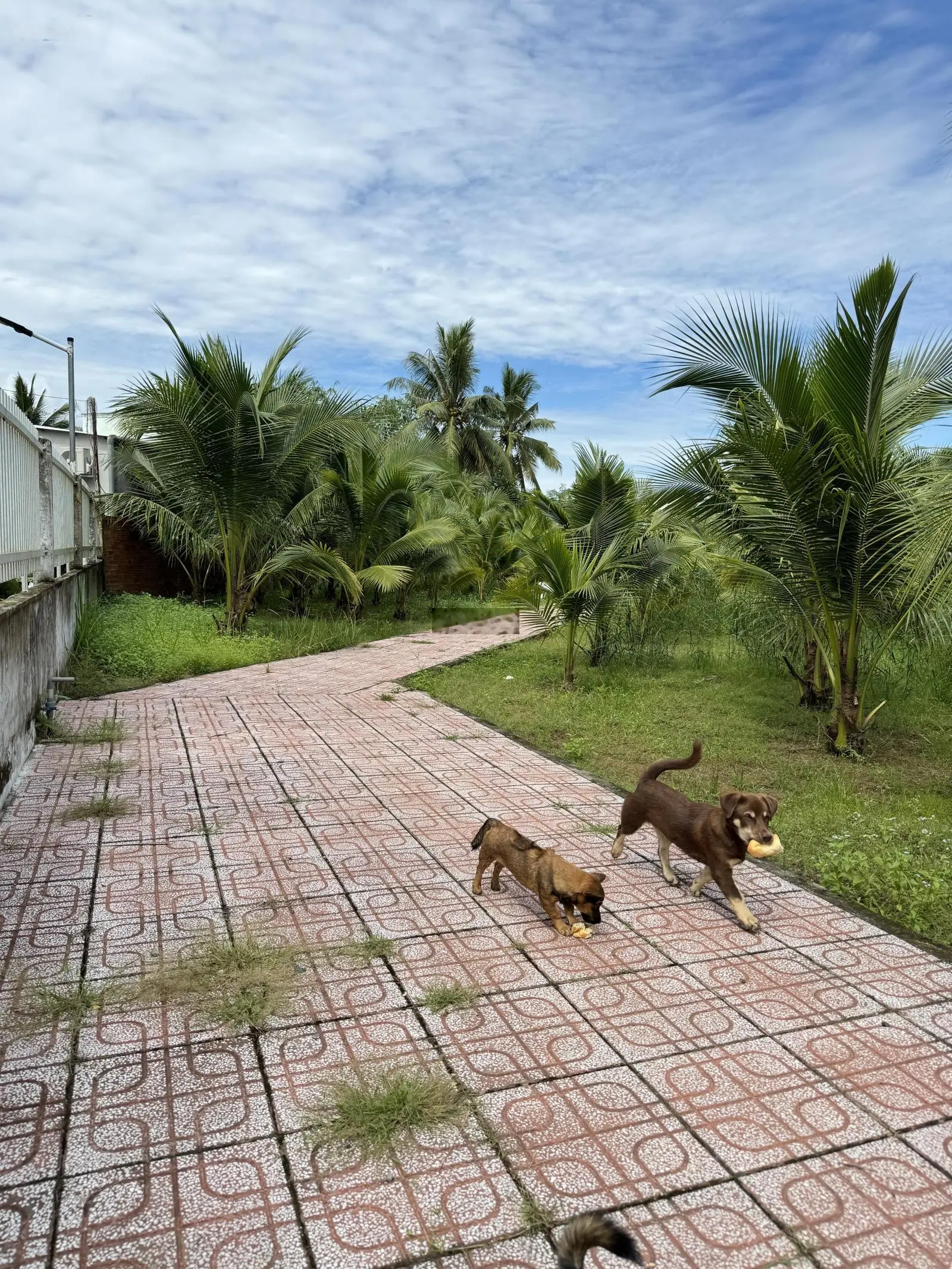 Bán khu vườn sinh thái tuyệt đẹp kế ĐH Nam Cần Thơ 1Km có thu nhập hàng tỷ mỗi năm