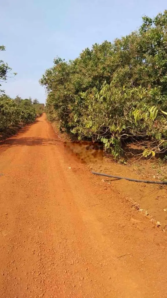 Bán 3,6 mẫu cà phê đạo nghĩa, sổ riêng, chính chủ, có suối tưới cây