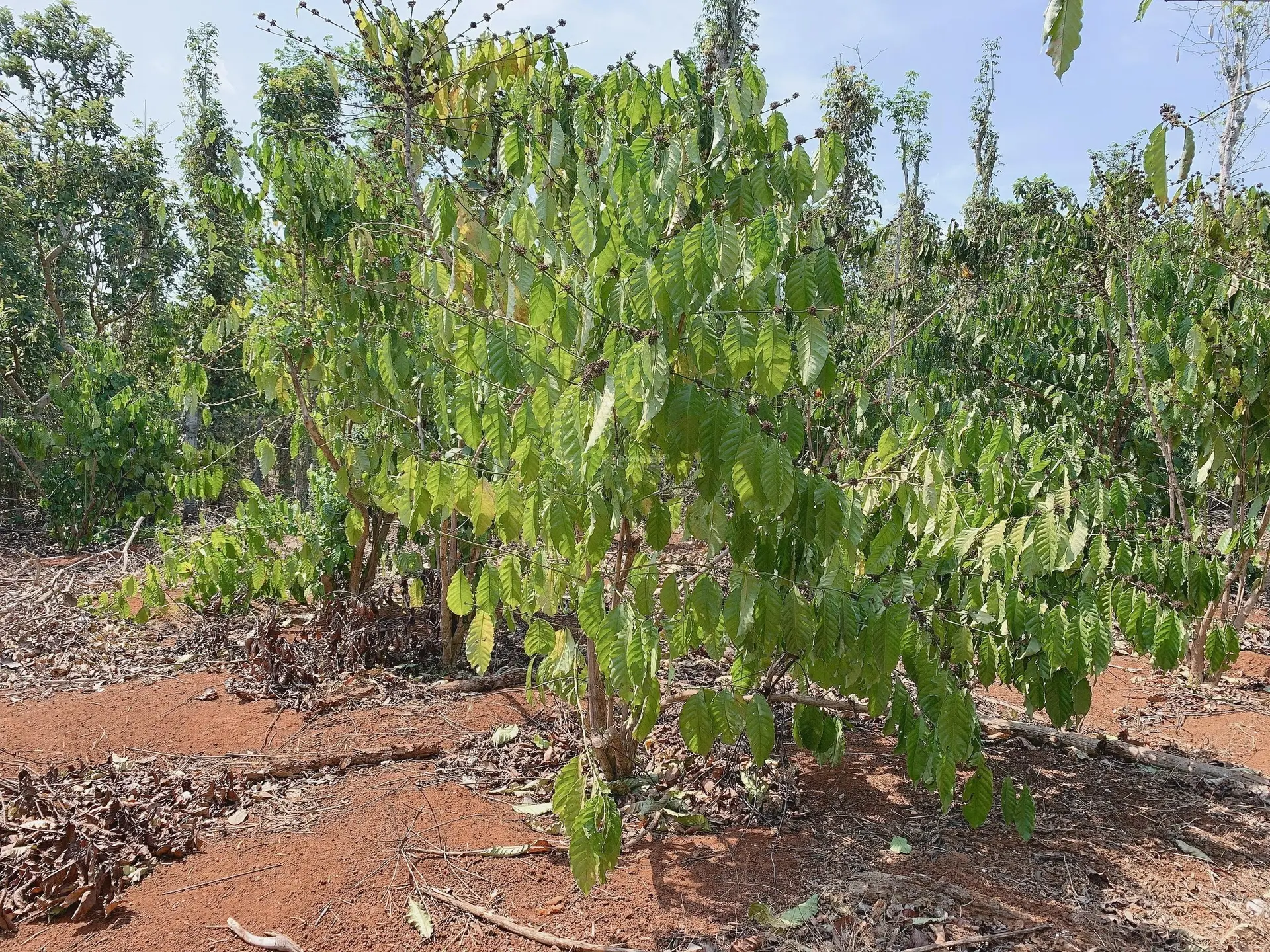 Bán Khoảng gần 2 sào (1959m2) đất Bàu Chinh, huyện Châu Đức, BRVT. Giá 2,1 tỷ.