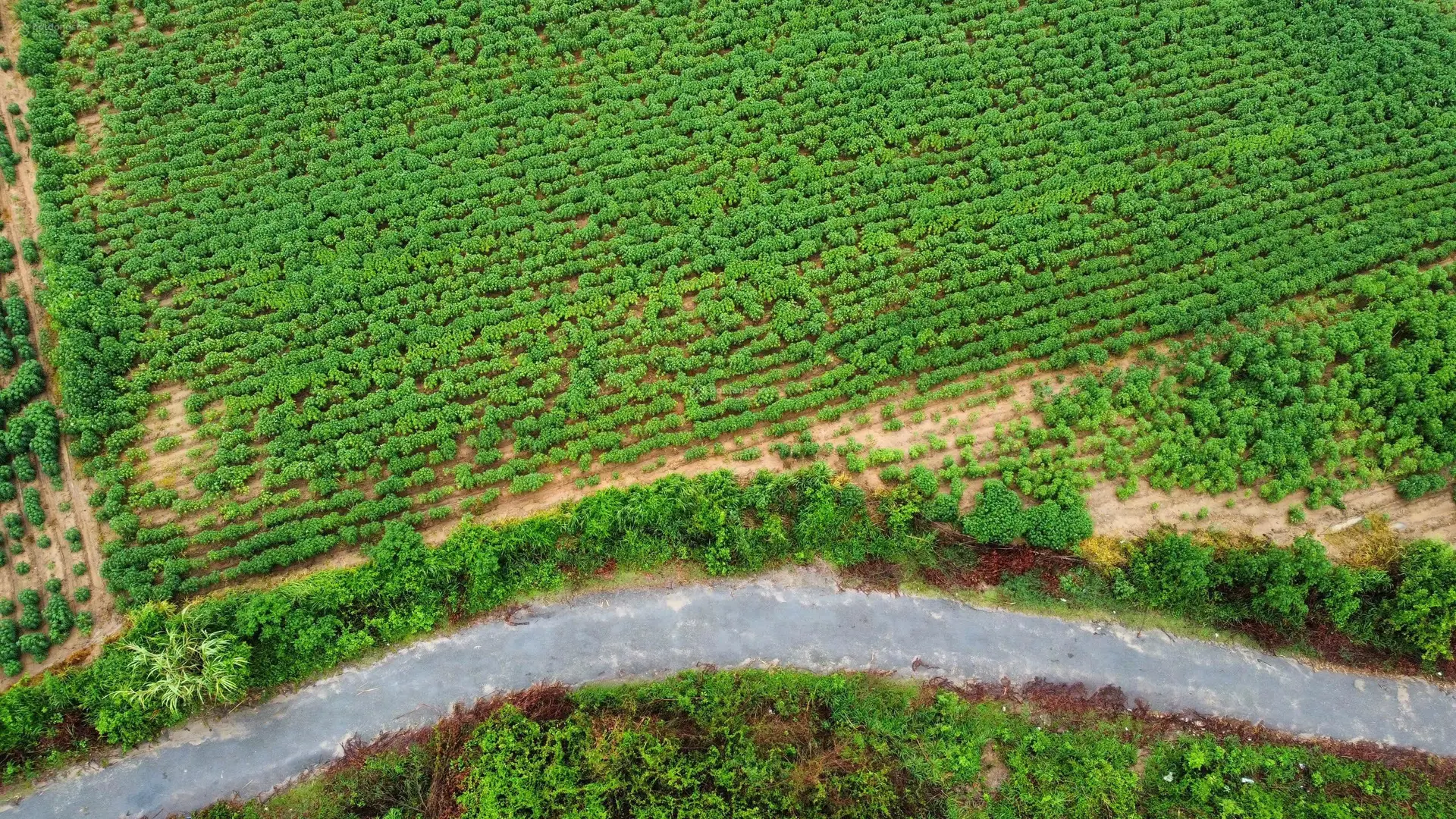 Chính chủ bán gấp lô đất Ninh Hoà, Ninh Tây - 7200m2 có đường qh 26m giữa đất tha hồ phân lô