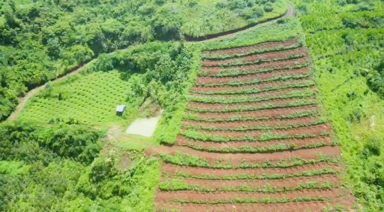 Bán trang trại cà phê, macca, giá siêu hời 500 triệu vnd, diện tích 32220 m2