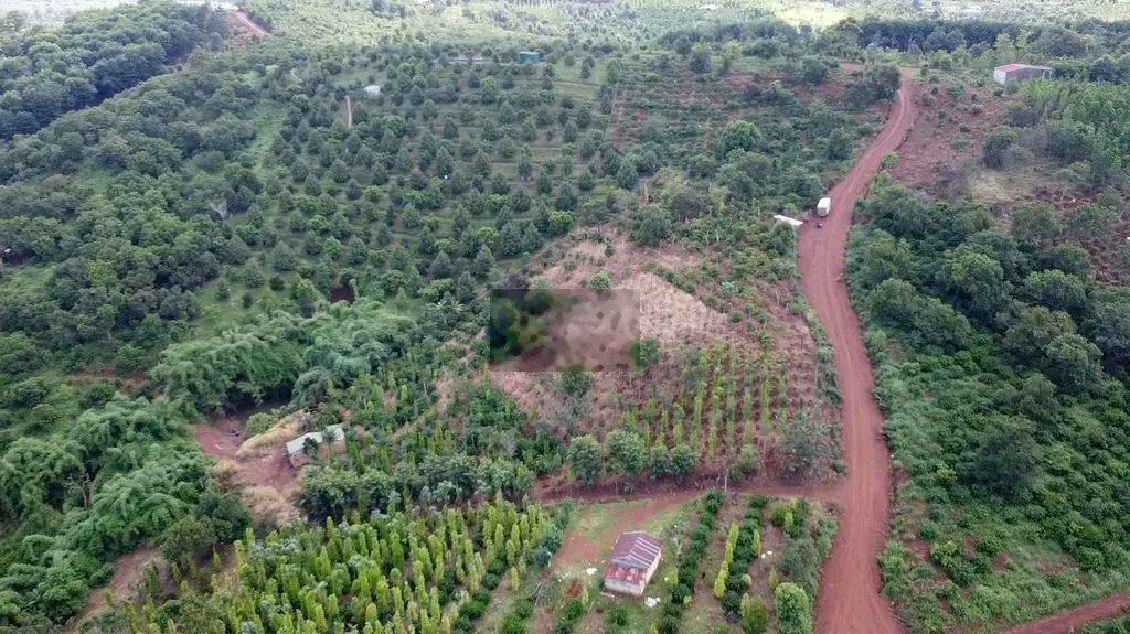 Bán đất rẫy Trường Xuân, ĐăkSong, 8100m2, 82m đường lớn, giá 1 tỷ