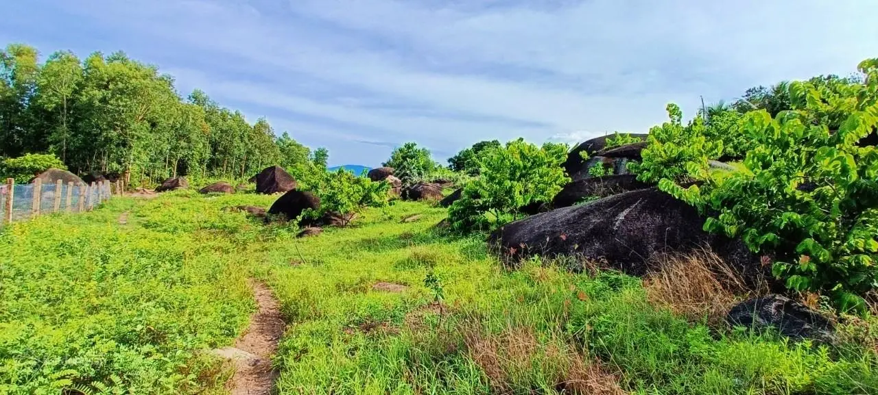 2ha view Biển Vân Phong tuyệt đỉnh - 1,9 tỷ