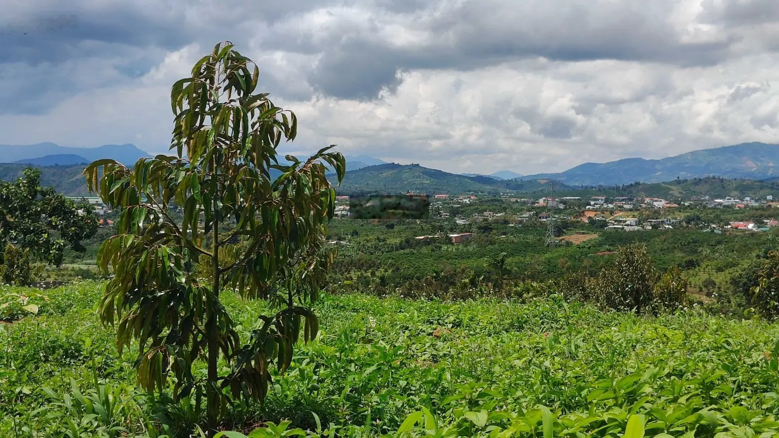 Bán vườn sầu riêng view đẹp núi Đại Bình Lộc Thành, Bảo Lâm, Lâm Đồng