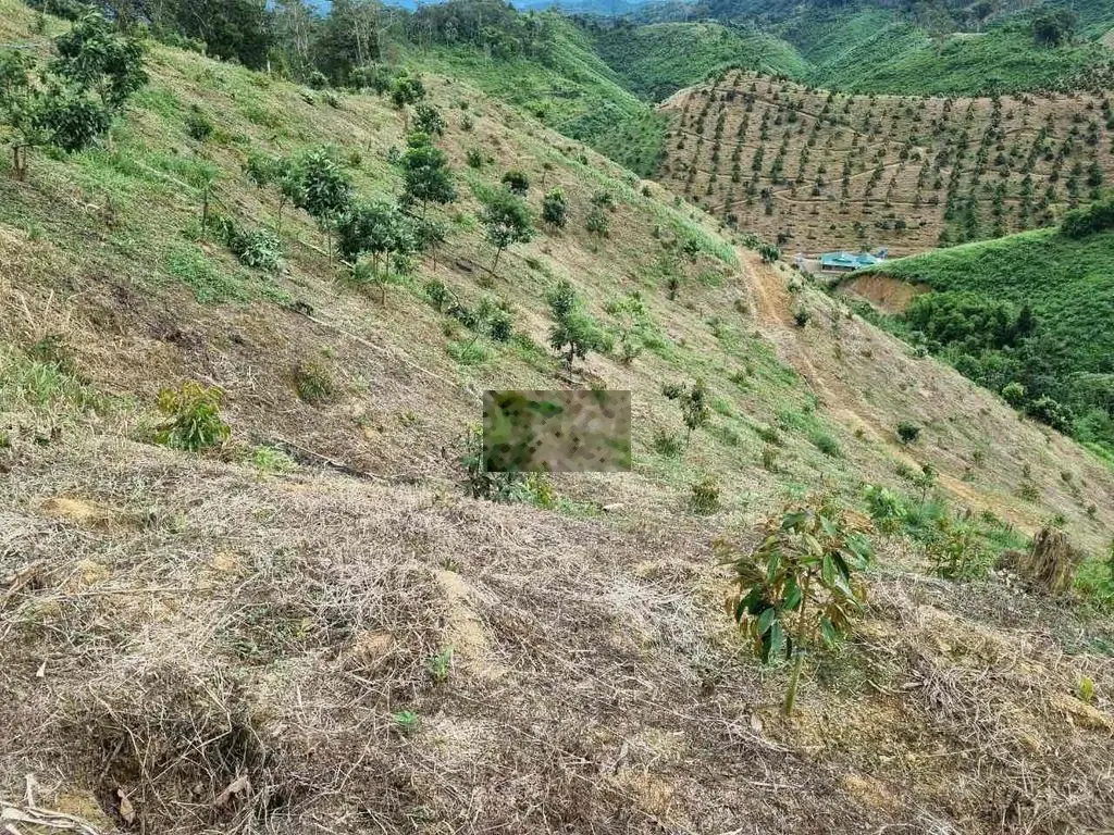 Bán 10 hecta sầu riêng tại Đam Rông, Lâm Đồng