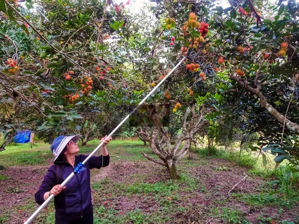 bán vườn chôm chôm 1185m2 có sẵn vườn cây, hàng rào, mặt tiền đường