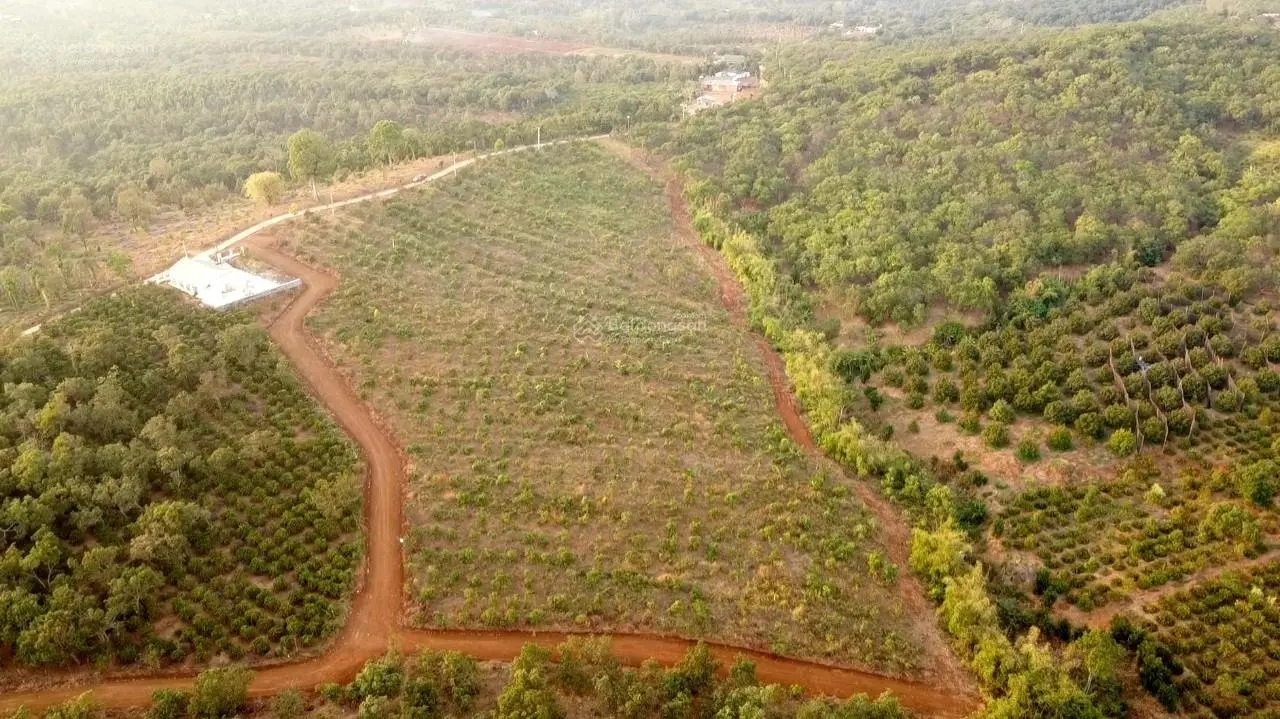 Bán 7ha bằng như sân - Quảng Tân, Tuy Đức, Đắk Nông