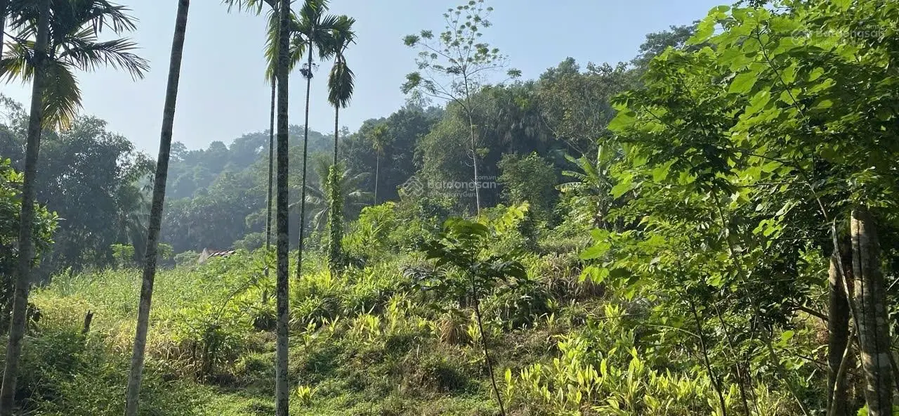 Bán đất siêu hời tại Vân Âm, Ngọc Lặc, Thanh Hóa, 3666m2, pháp lý đầy đủ