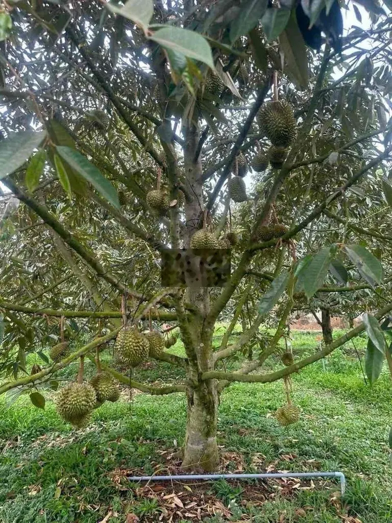 Chính chủ đang kẹt tiền nên sang lại vườn sầu riêng ở Chơn Thành SHR