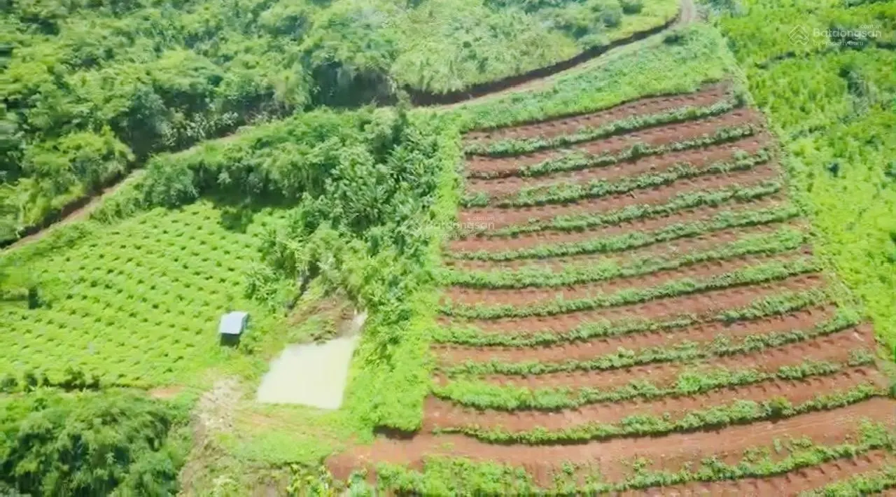 Bán trang trại cà phê, macca, giá siêu hời 500 triệu vnd, diện tích 32220 m2