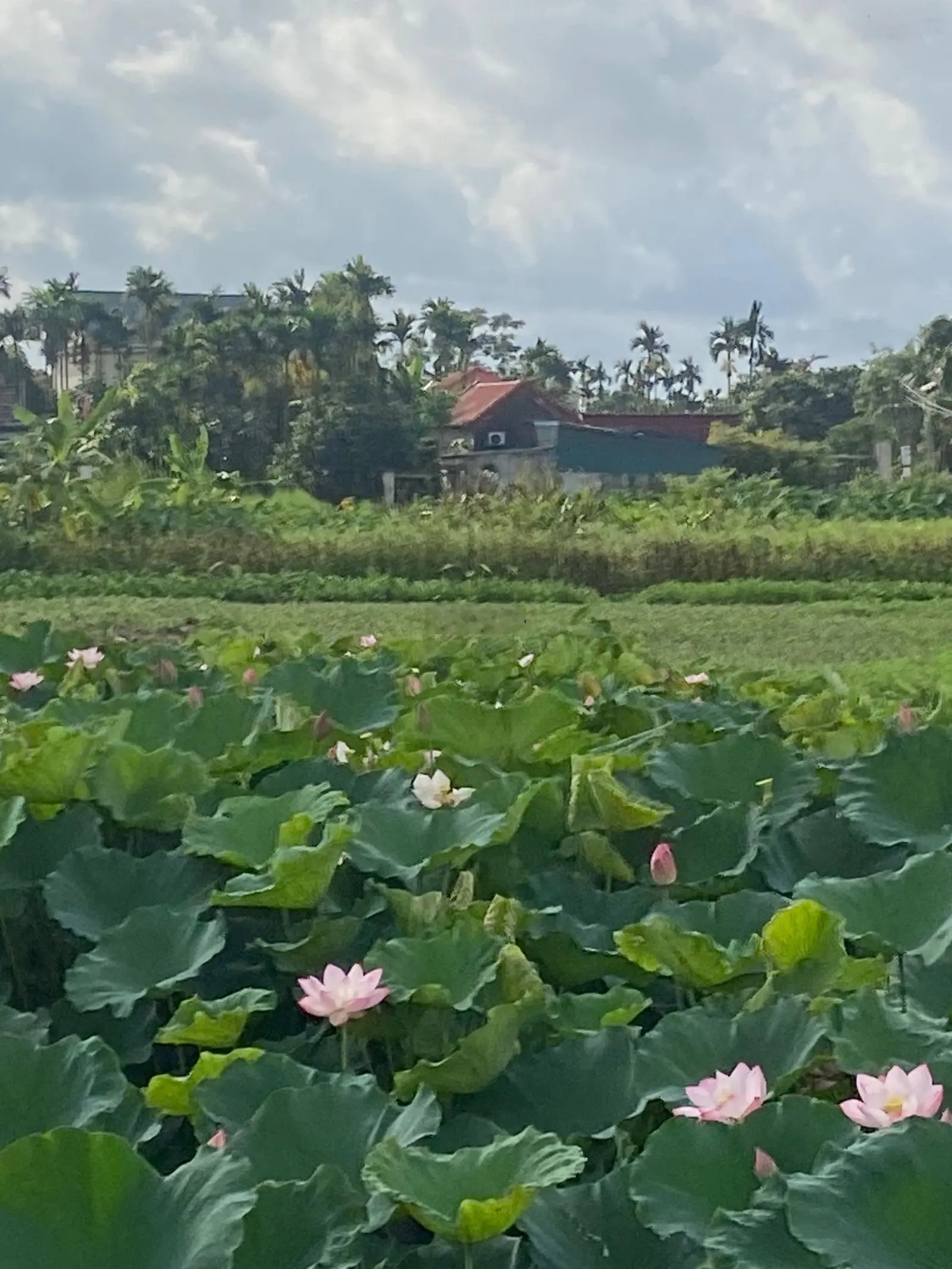 Lô đất đẹp, khu tái định cư Ổ Vịt, thôn Do Nha, Tân Tiến, An Dương, Hải Phòng