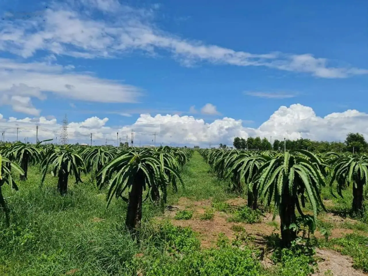 Cần Bán Đất Trang Trại Mặt Tiền Đường Liên Tỉnh Gần Biển Nova Thuận Quý, Bình Thuận