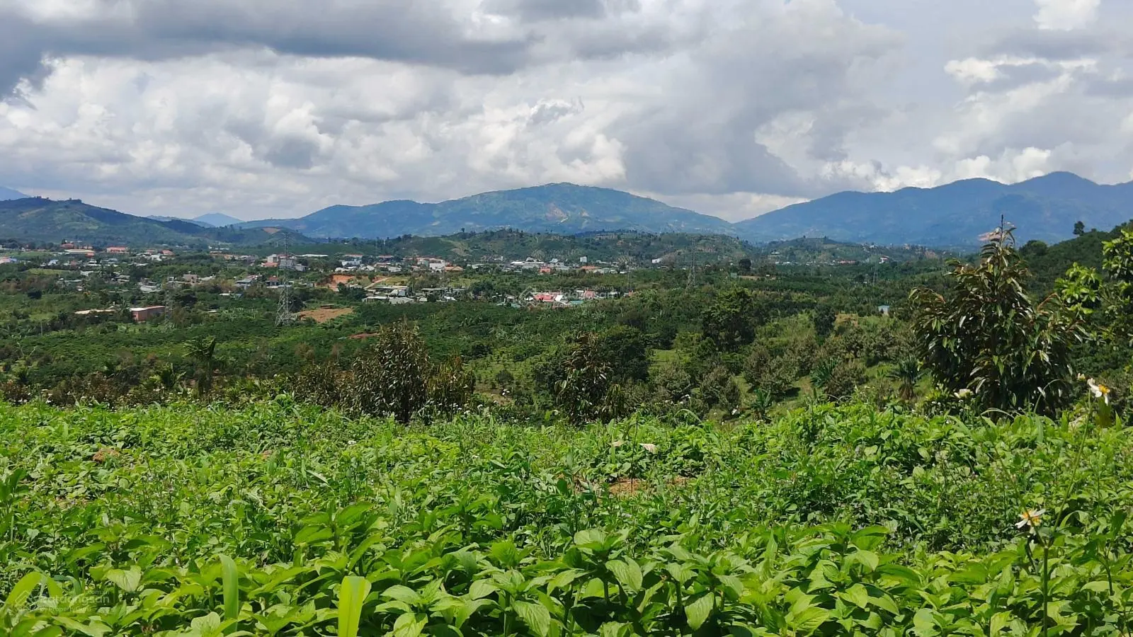 Bán vườn sầu riêng view đẹp núi Đại Bình Lộc Thành, Bảo Lâm, Lâm Đồng