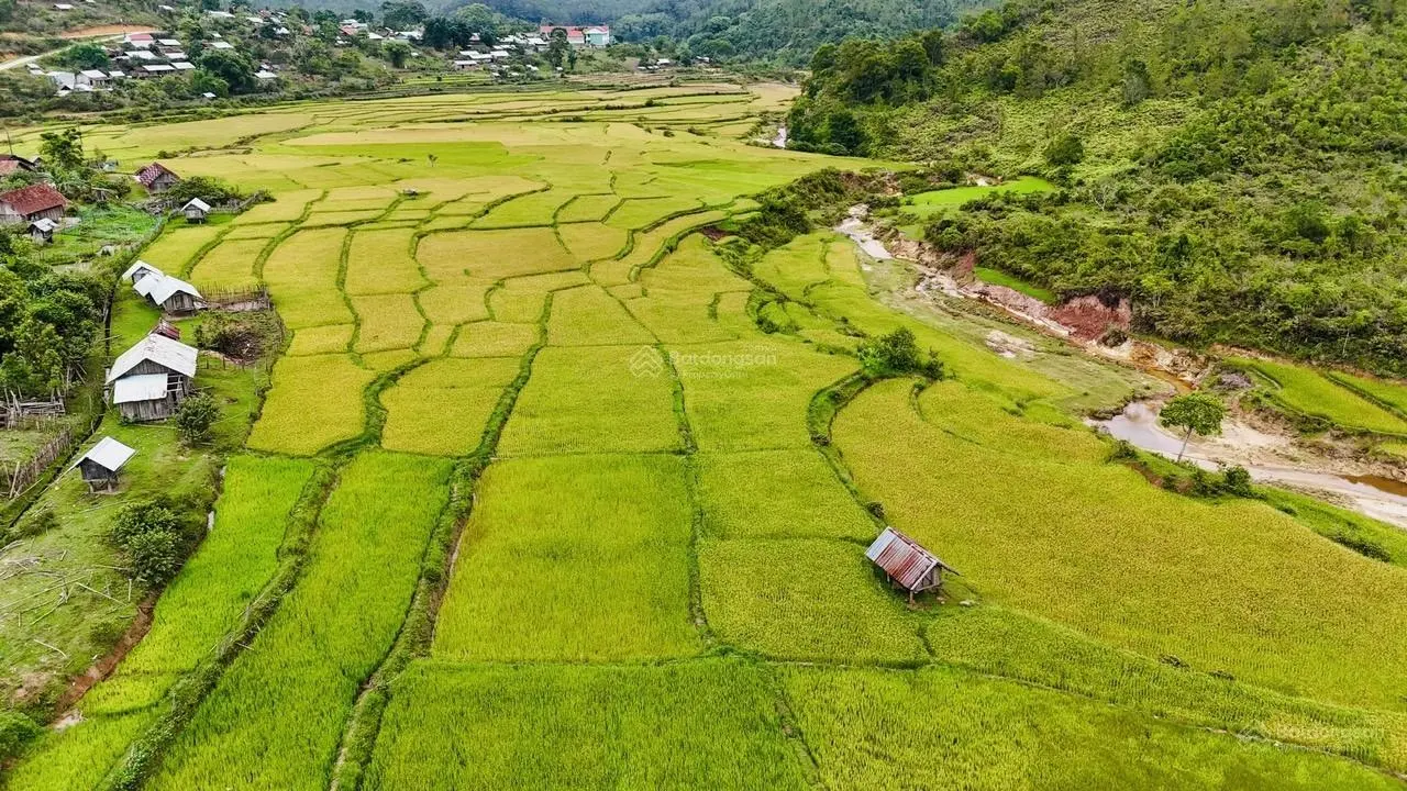 Bán đất thuộc thị trấn Măng Đen có 800m2 sẵn 200m2 ODT view ruộng và rừng thông xanh mát nhỉnh 1 tỷ