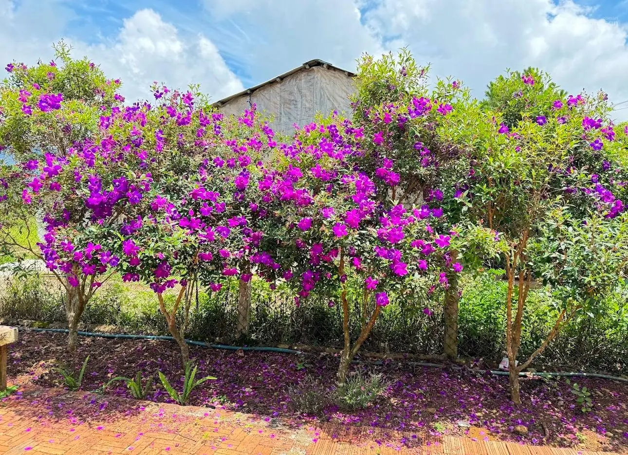 Bán homestay đang kinh doanh tại Măng Đen có view săn mây chill nhất khu du lịch