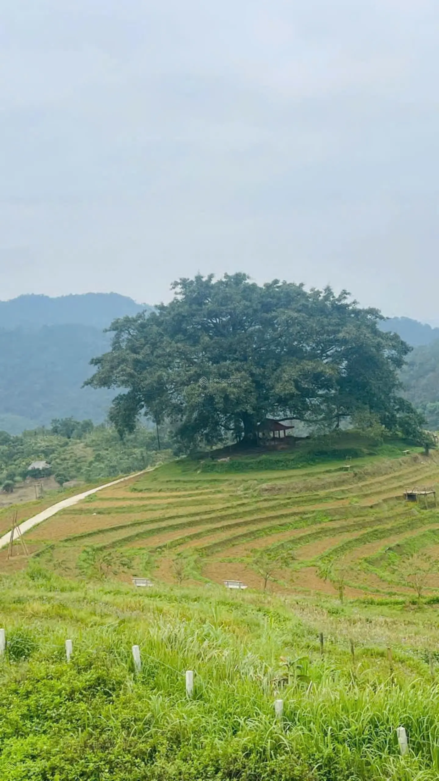 Cần bán 900m full đất ở đg lên bản mừng cao phong -hòa bình giá nhỉnh 1 tỷ