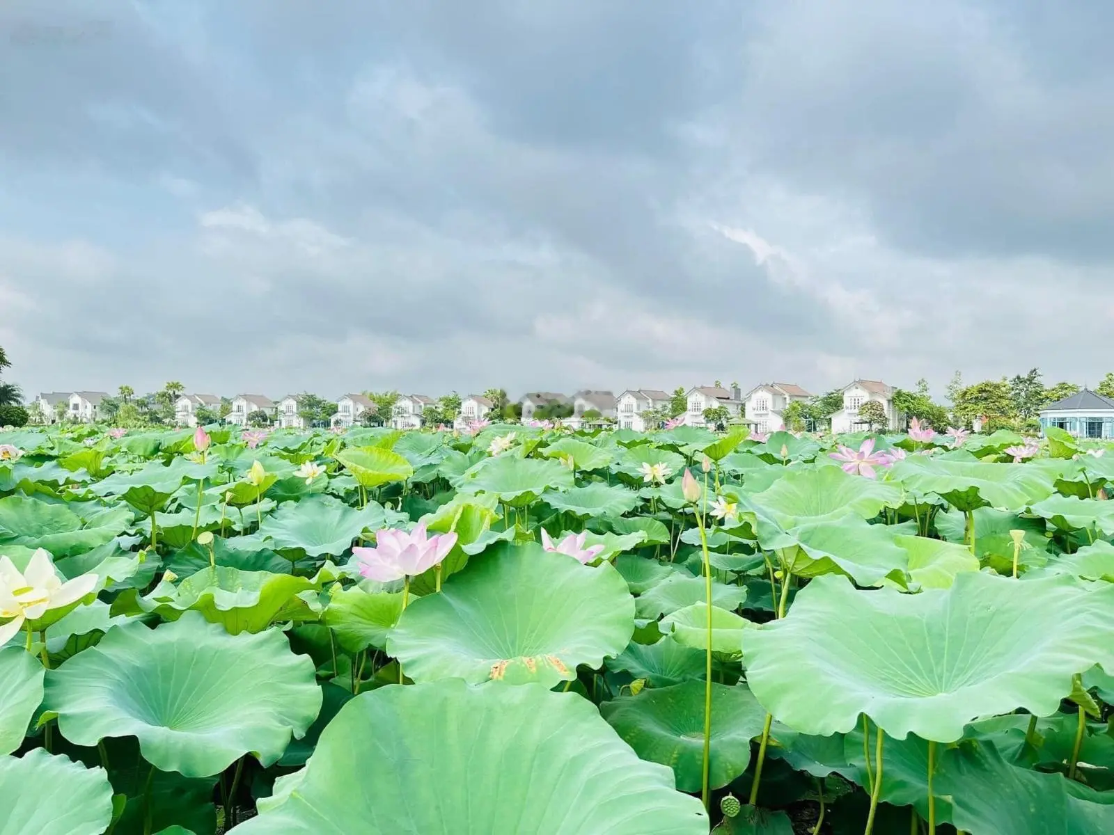 Bán Biệt thự Hồng Liên Vườn Vua Resort, view đầm sen Bạch Thủy, vườn thượng uyển 40 tiện ích, có sổ