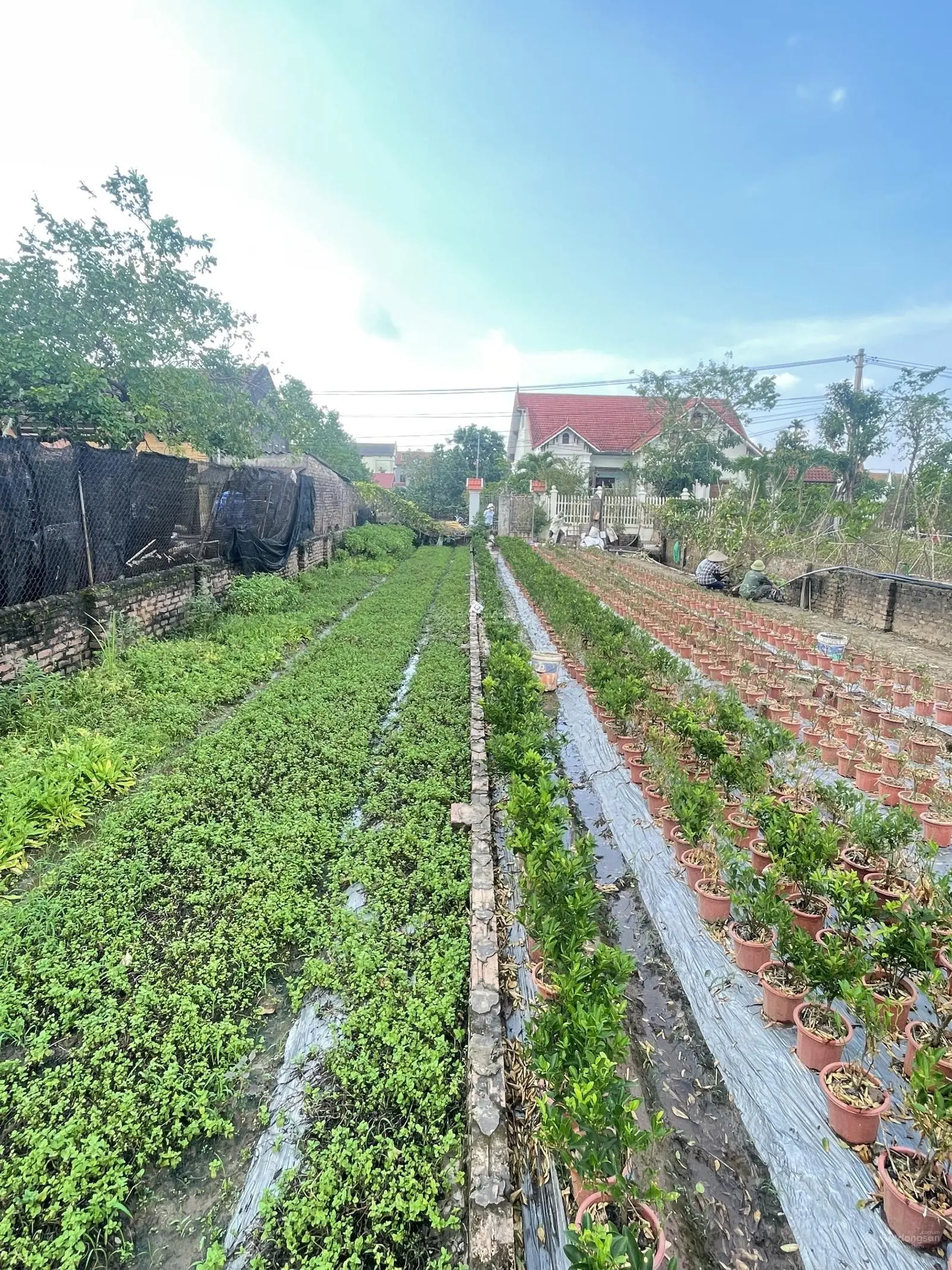 Chị gái gửi bán lô đất tại Hoàng Trạch - Mễ Sở