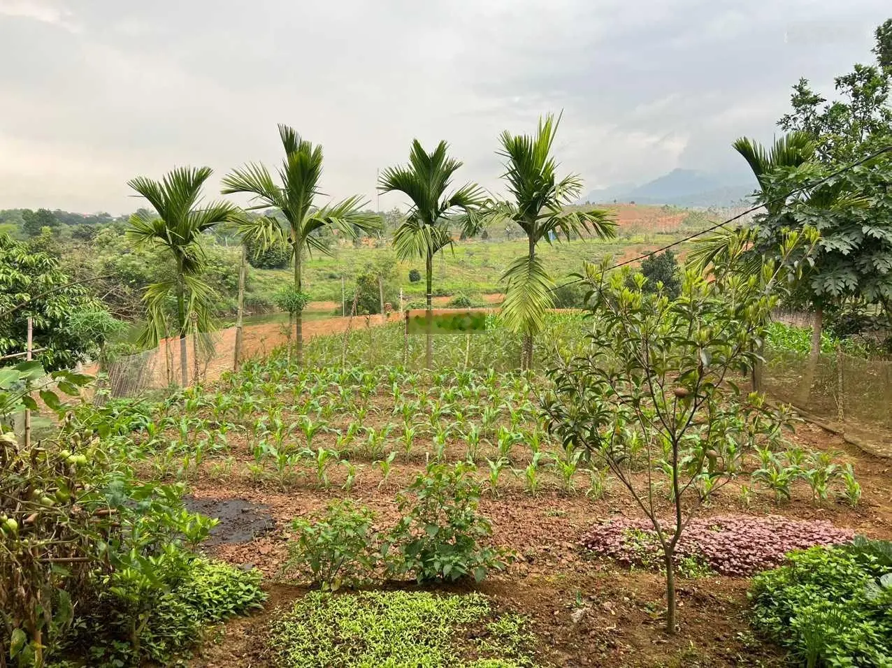 Một siêu phẩm tuyệt đẹp tại Minh Quang, Ba Vì diện tích 2200m2, view núi giá hợp lý, LH: 0971 274 ***