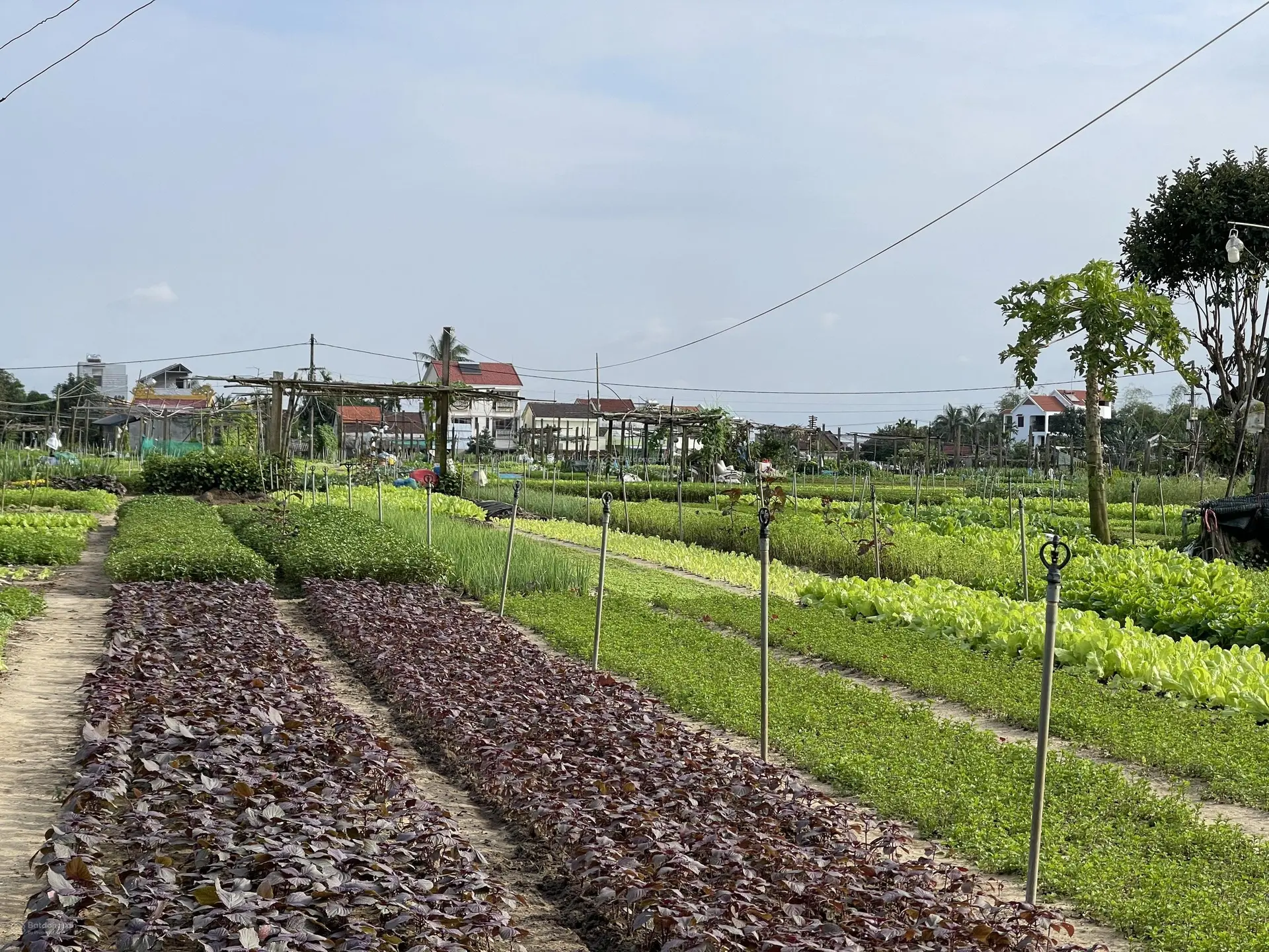 Cần bán đất Làng Rau Trà Quế đối diện dự án villa