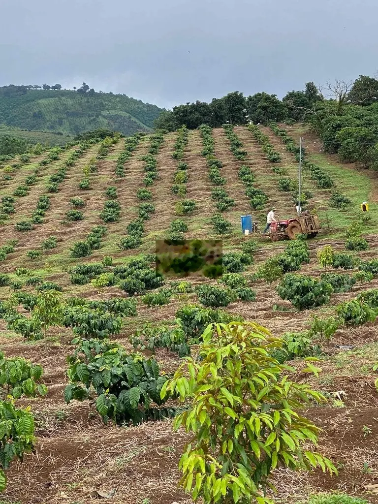 cần bán vườn cà phê ngay giữa trung tâm xã Lộc Bao