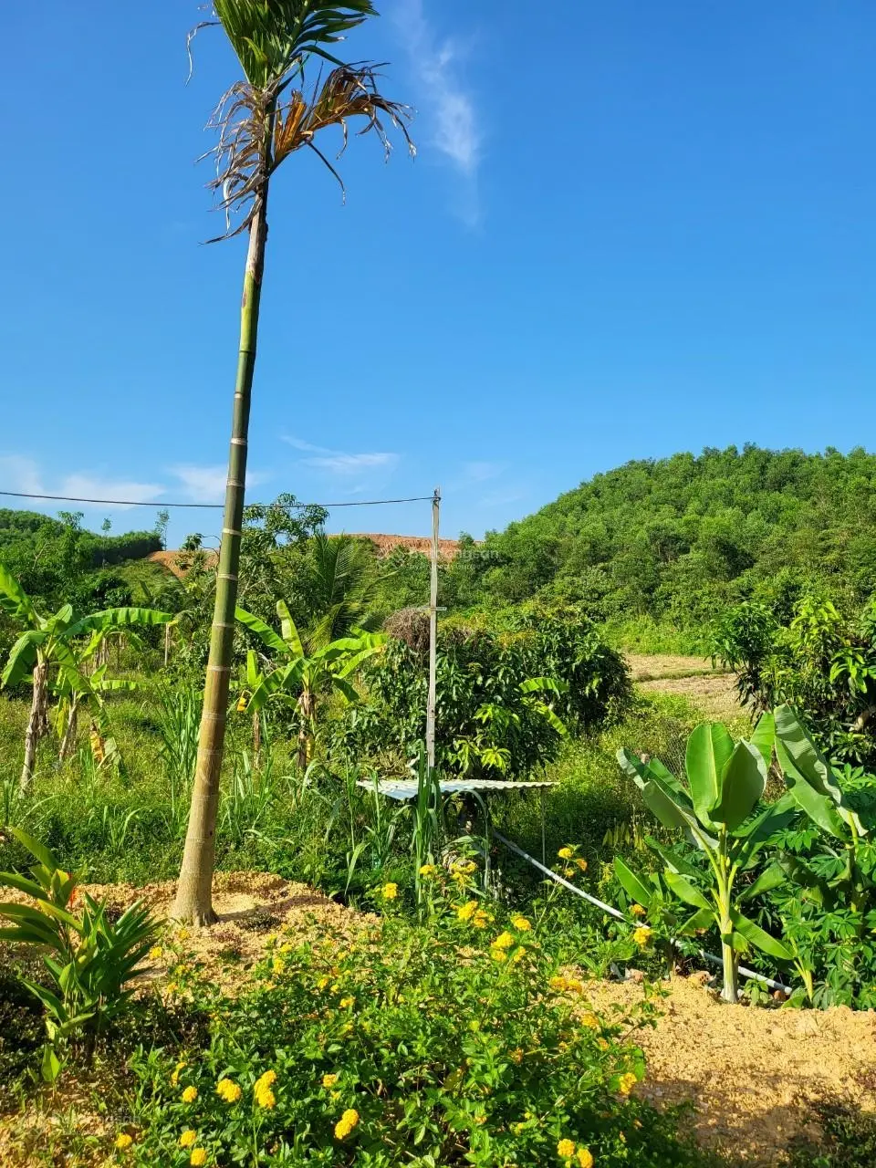 Cần bán lô đất sổ trồng cây lâu năm 850m2 đường ô tô tới nơi đất sạch gần suối không dính qui hoạch