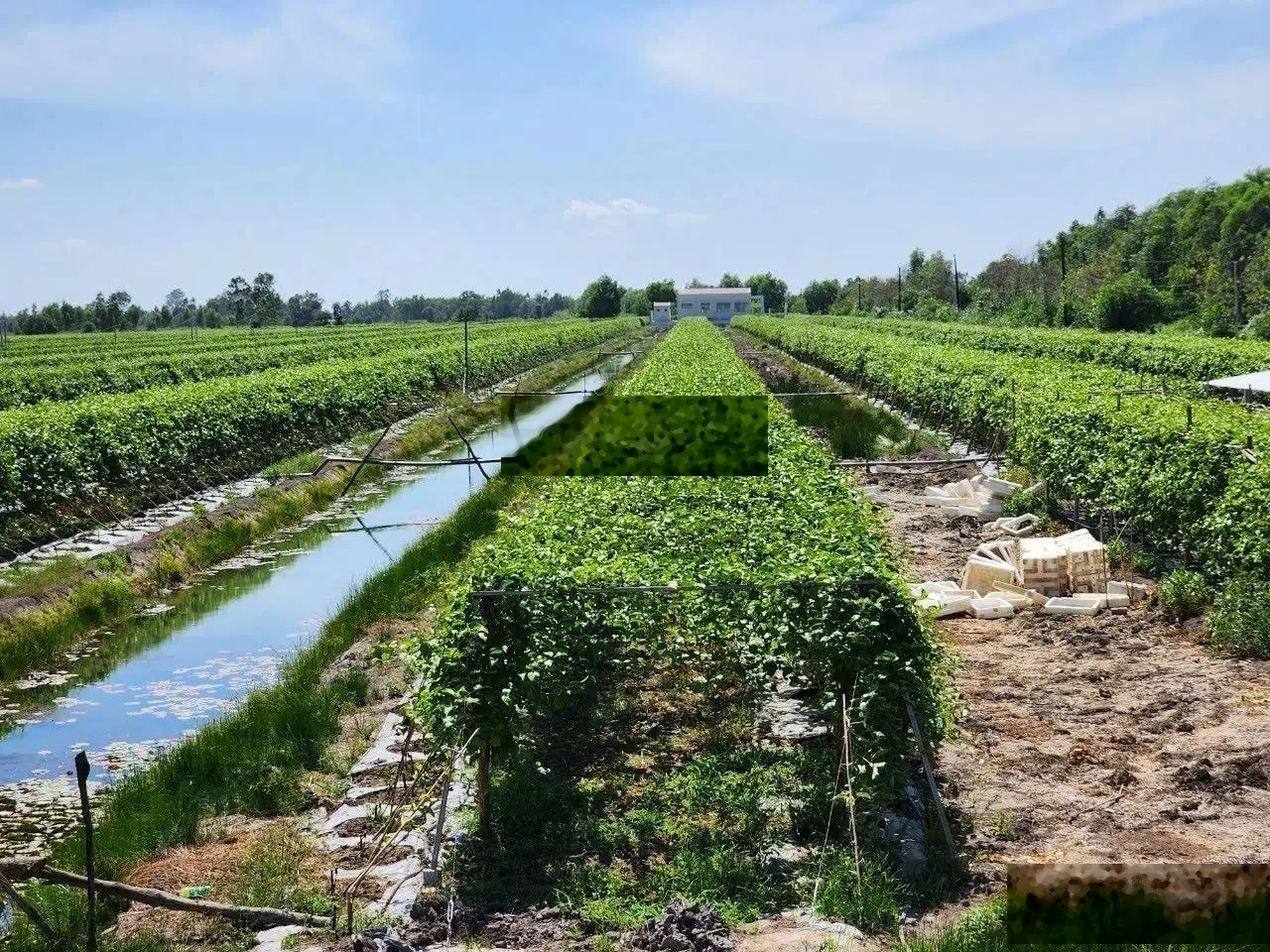 Cần bán nhiều lô đất tại huyện Tân Phước, Tiền Giang