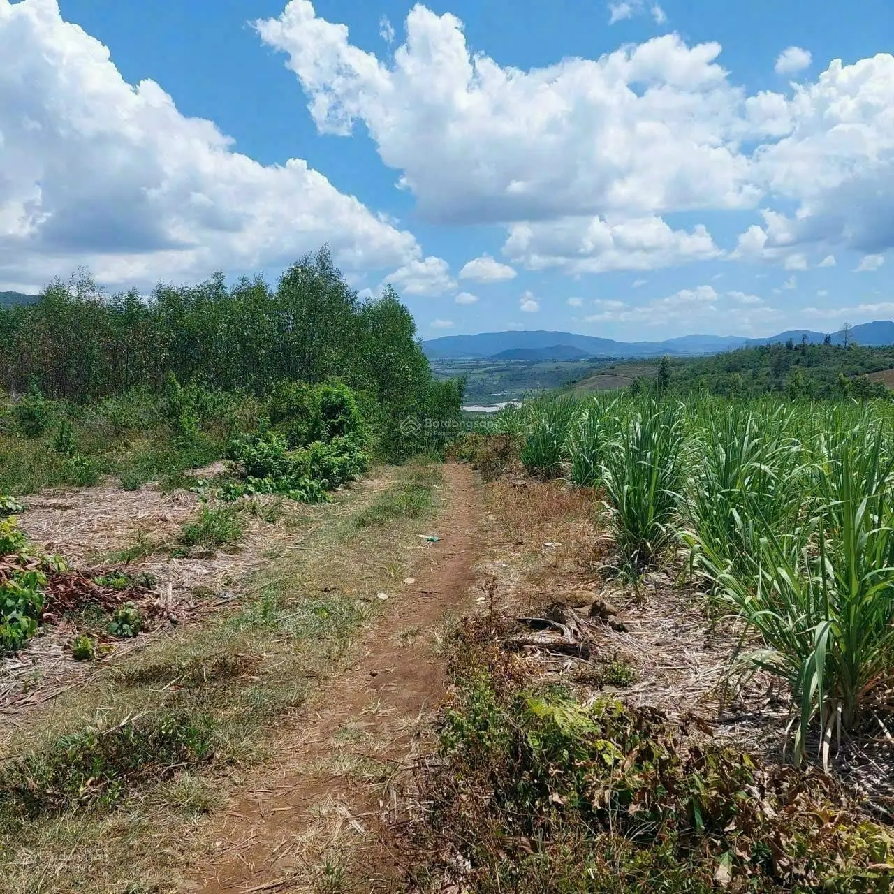 Bán đất giá rẻ, có keo, sông Hinh