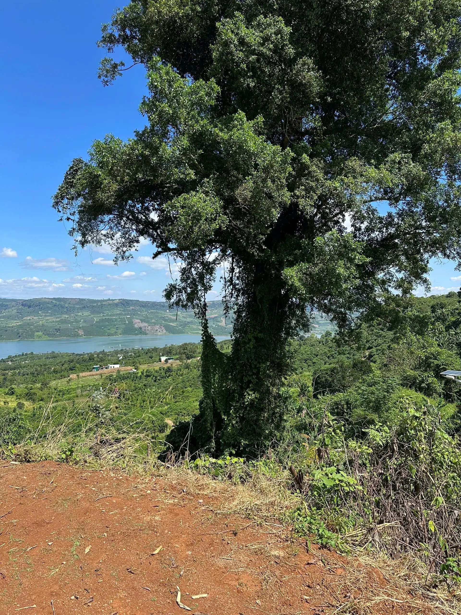 Bán Đất Đẹp, Giá Rẻ, Vị Trí Đắc Địa View Sông Đồng Nai Tại Tân Nghĩa, Di Linh Chỉ 1,5 Tỷ