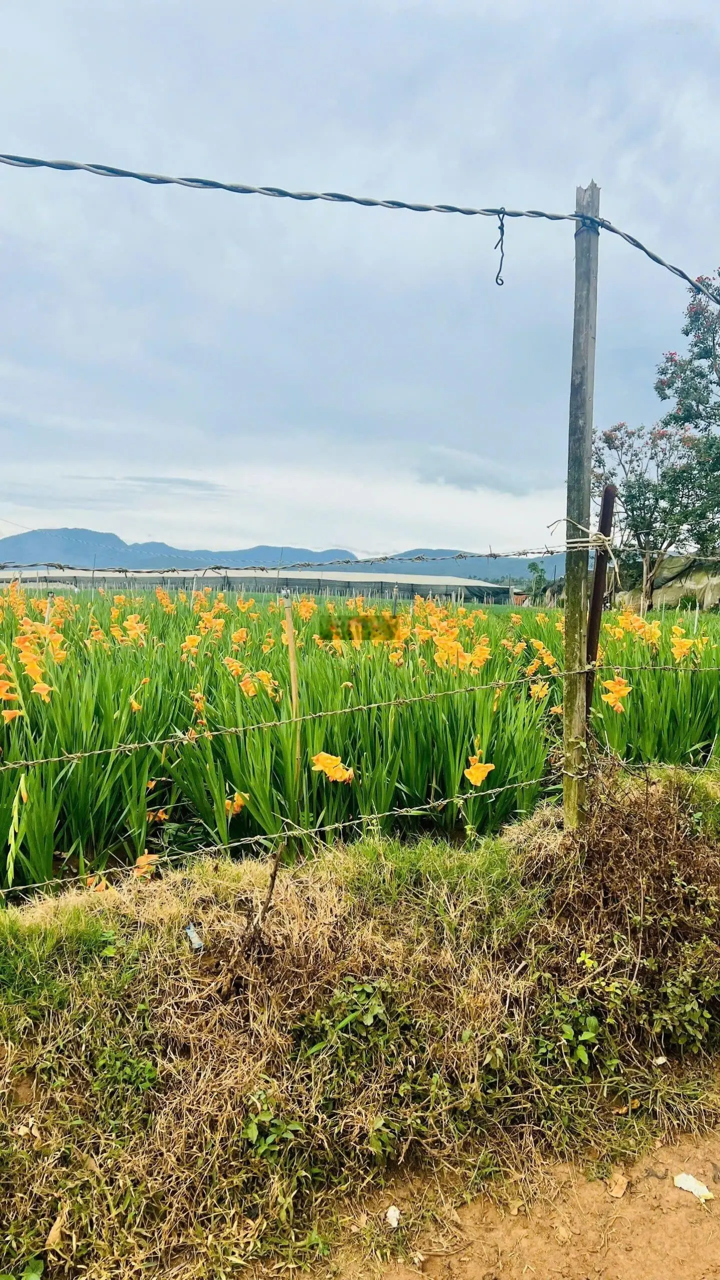 Bán đất Đơn Dương cách sân bay liên khương 19km gần 300m2 sẵn thổ cư chưa tới 400 triệu