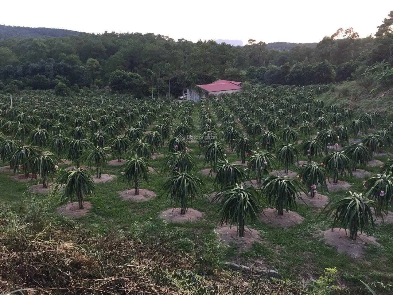 Cần bán 3,5ha trang trại, chăn nuôi, kết hợp trồng cây tại Quảng Ninh