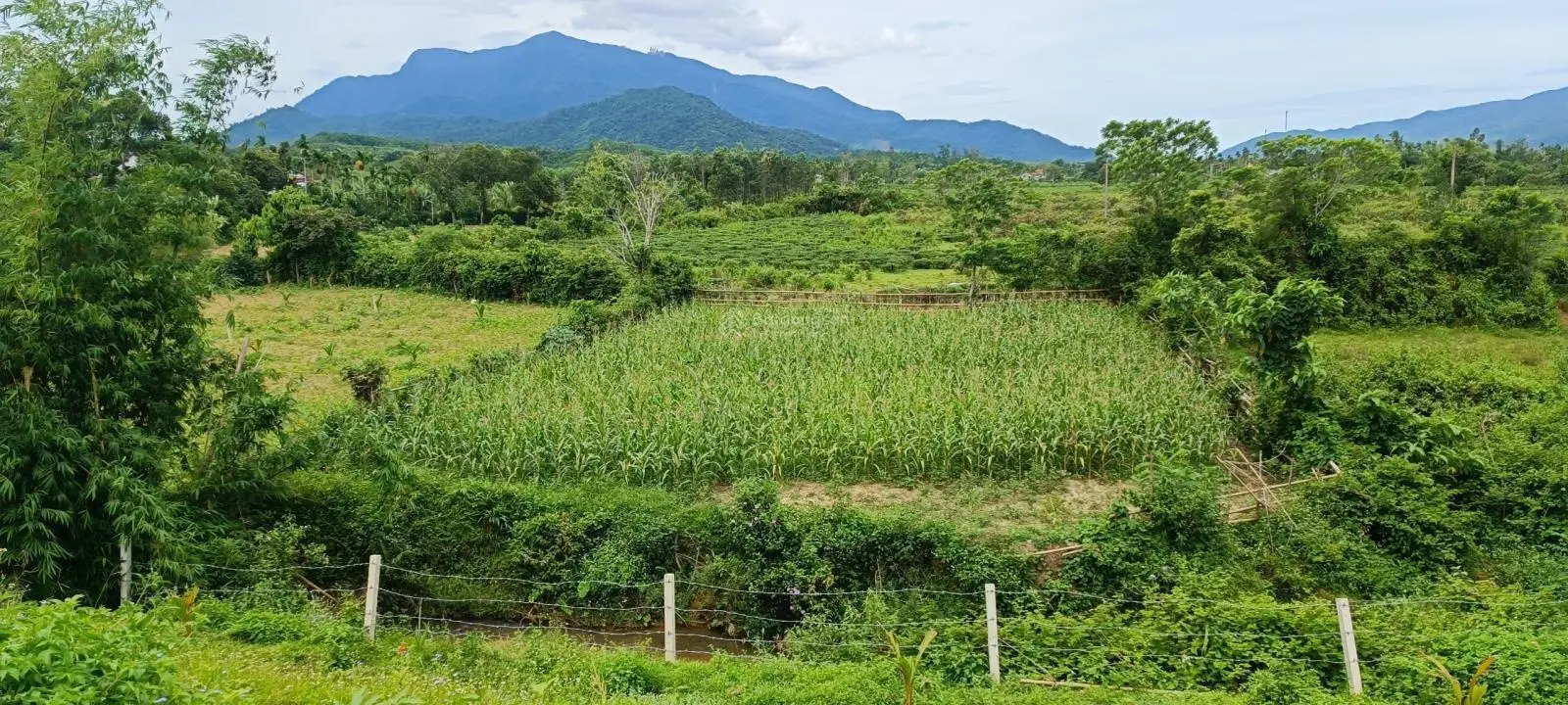 Bán nhà vườn tại xã Ba Đông, Giang Đại hạ giá