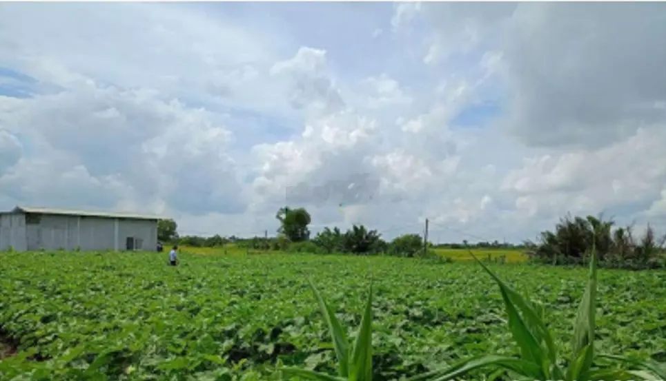 Bán 1,4ha có 300 TC Mặt tiền đường Kênh 6m, xã Yên Luông,H.Gò Công Tây