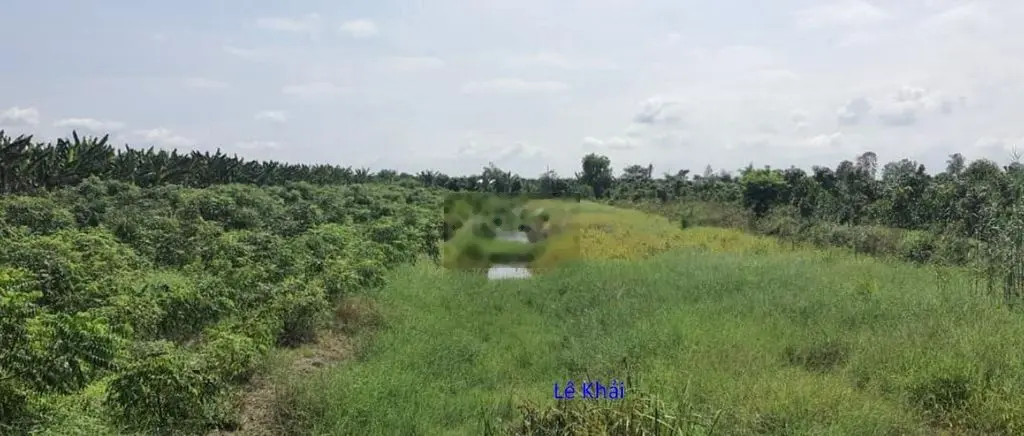 Bán đất đã lên liếp: 3.000m² (14m x 214m)  Đường nhựa 3.5m