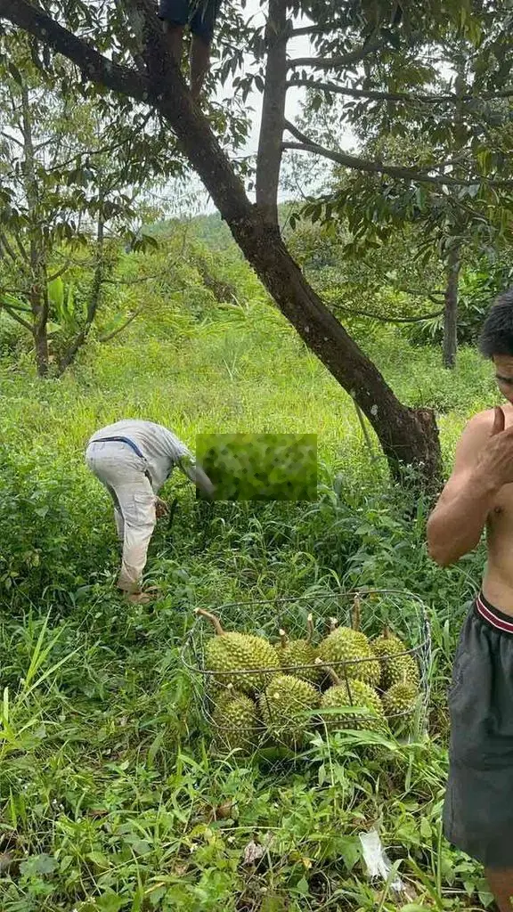 Bán gấp vườn sầu riêng, mặt đường nhựa tại Thống nhất