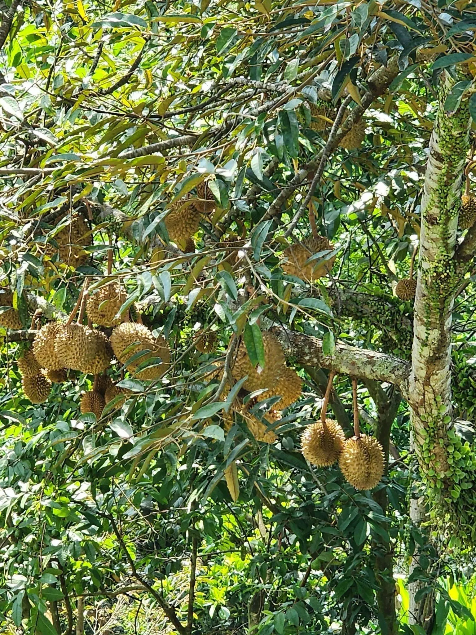 14 tỷ - bán biệt thự nghỉ dưỡng sân vườn TP.Bảo Lộc- mặt tiền Tố Hữu, 20mx60m, cách Lộ 20 chỉ 600m