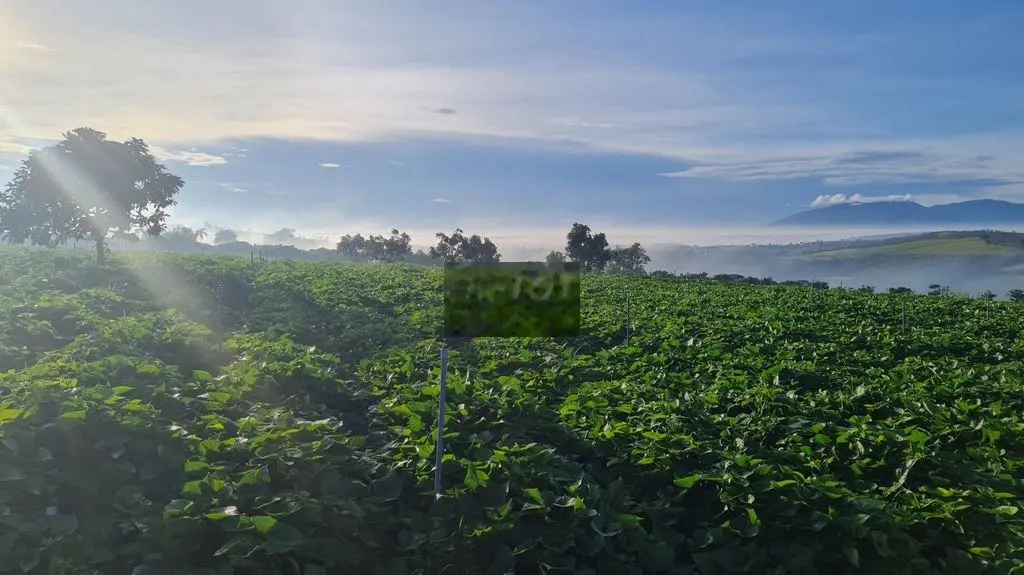 BÁN ĐẤT VIEW TOÀN CẢNH TÂN VĂN-LÂM HÀ