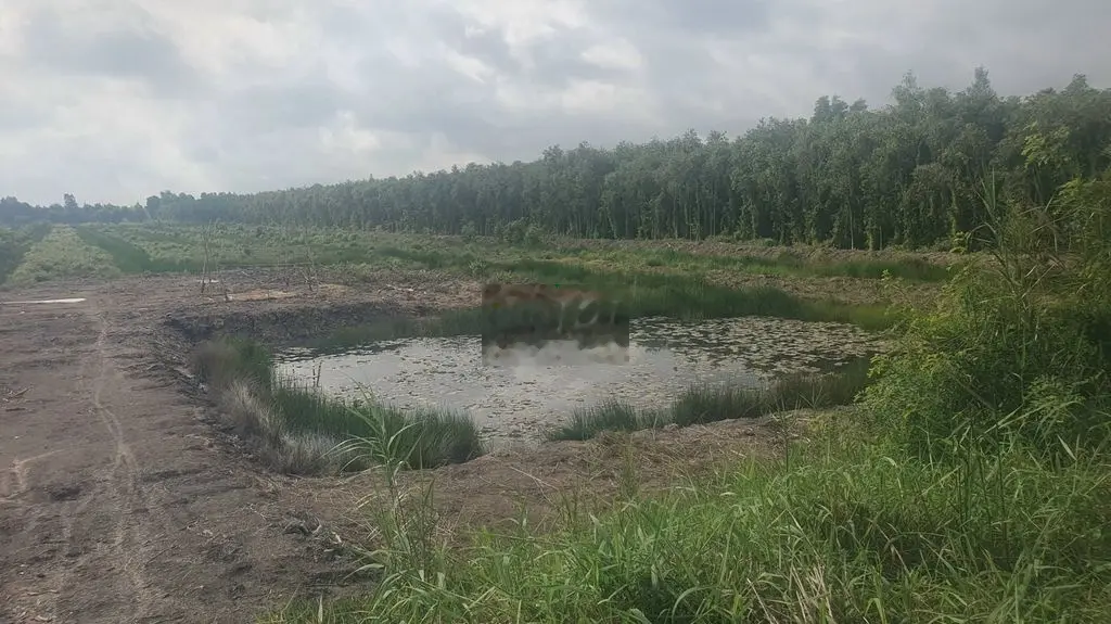 bán 21.000m có 400 thôcư mặt tiền đường kinh 24 xã thủy đông thạnh hóa