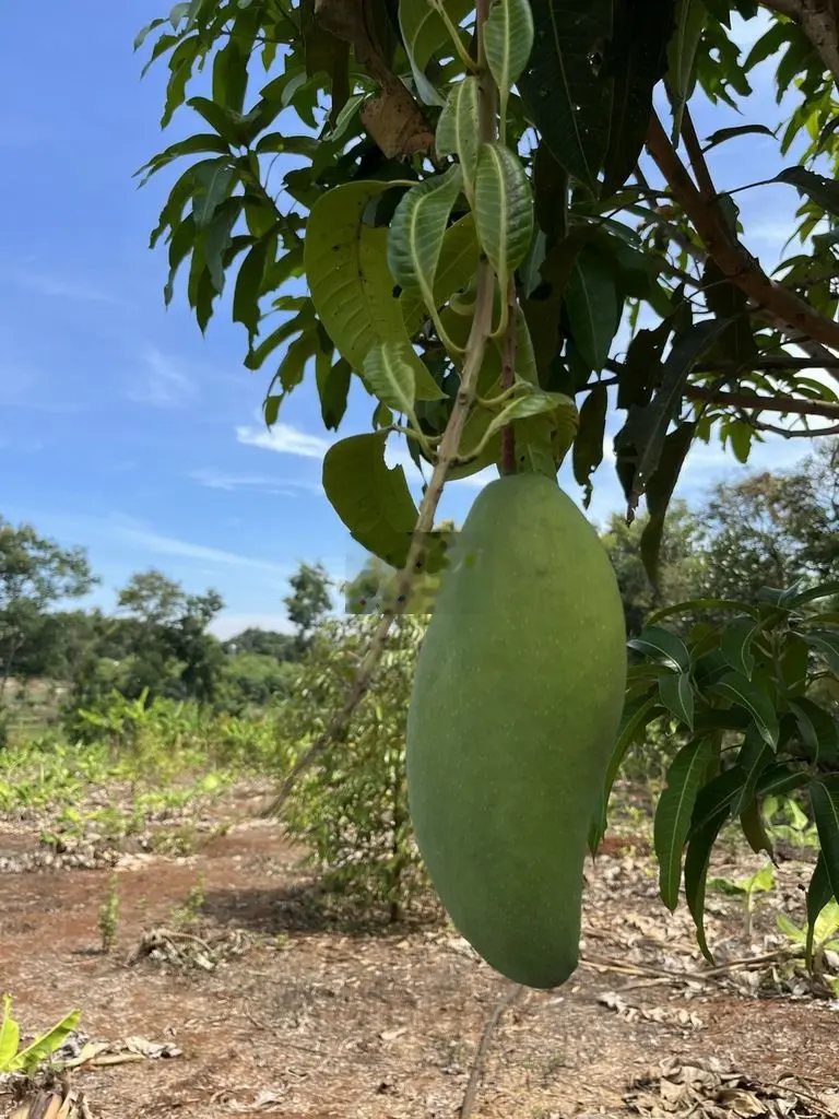 Chính chủ bán gấp bán lỗ đất trung tâm Tp Pleiku