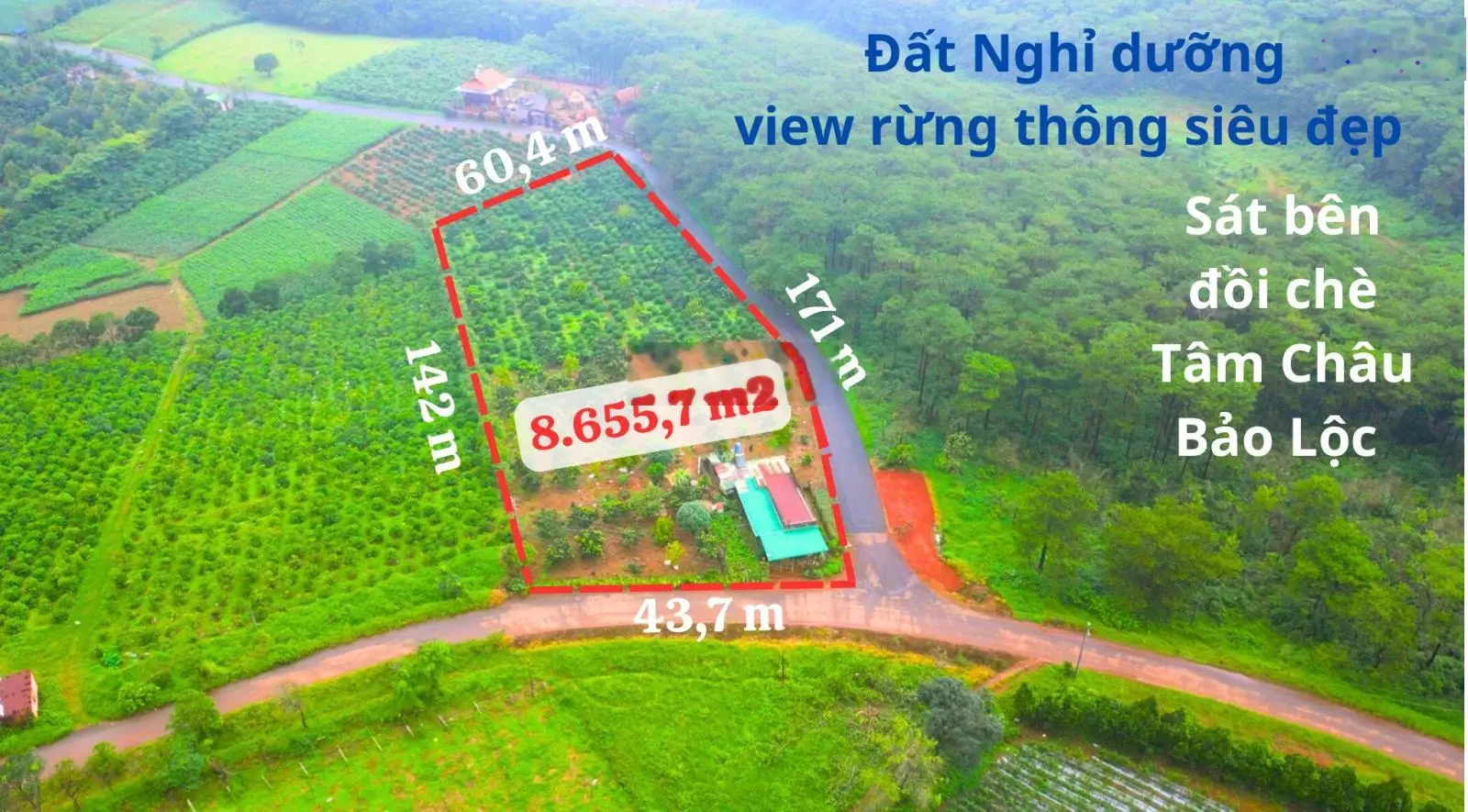 Chỉ 2,3 tỷ/1.000m2 đất siêu đẹp view rừng thông và đồi chè Tâm Châu Bảo Lộc