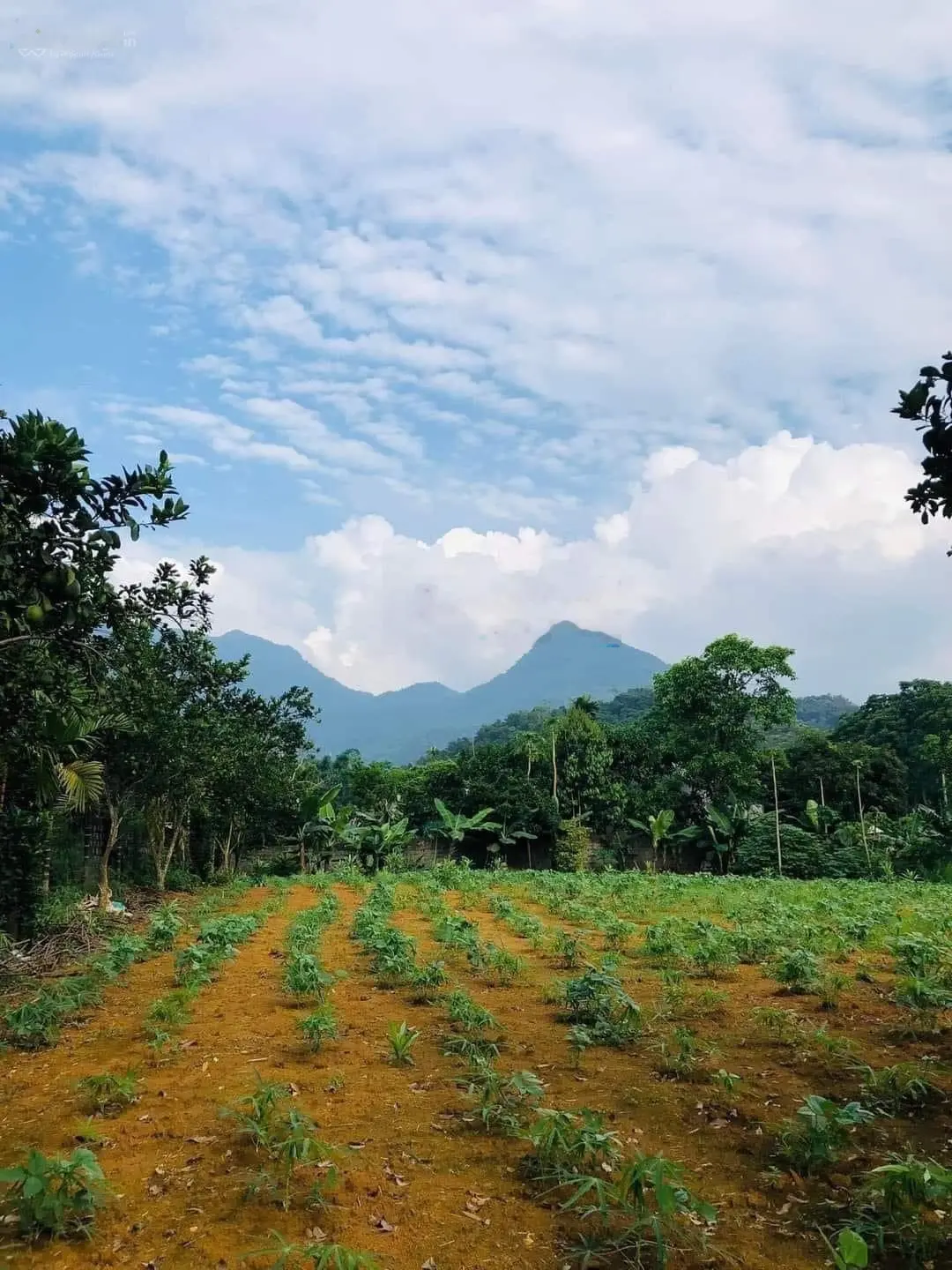 Bán đất tại Minh Quang, Ba Vì. Diện tích 923m2, giá thương lượng