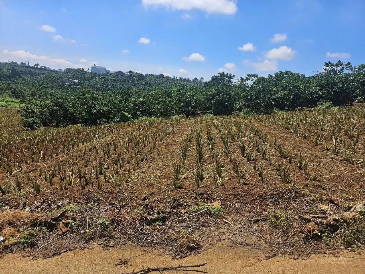 Ngân hàng thanh lý tài sản (chiết khấu ngay 15%)