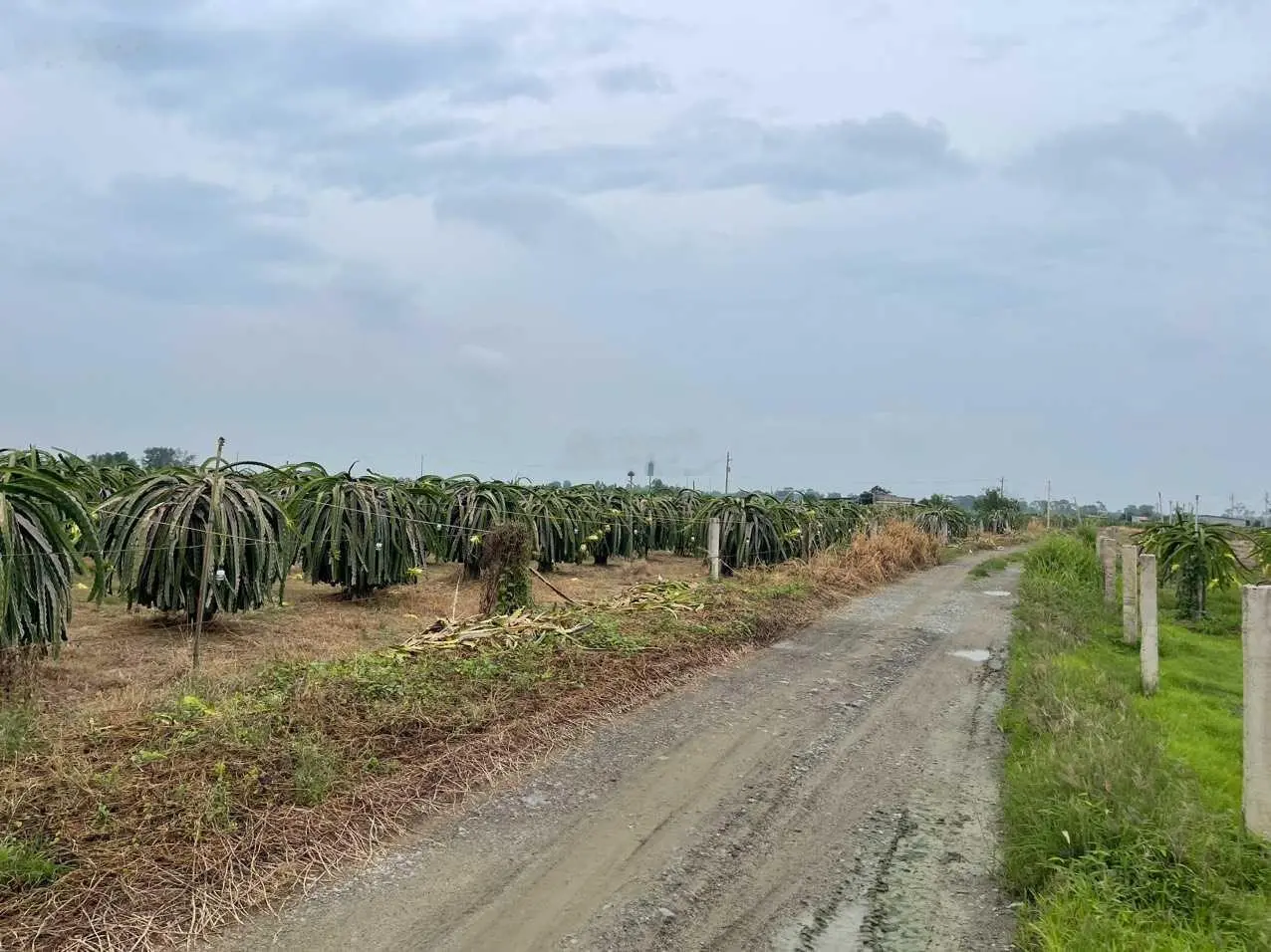 Bán 2 mẫu đất Tân Hải, thị xã LaGi giá ngộp 300tr/ sào, đường bao quanh